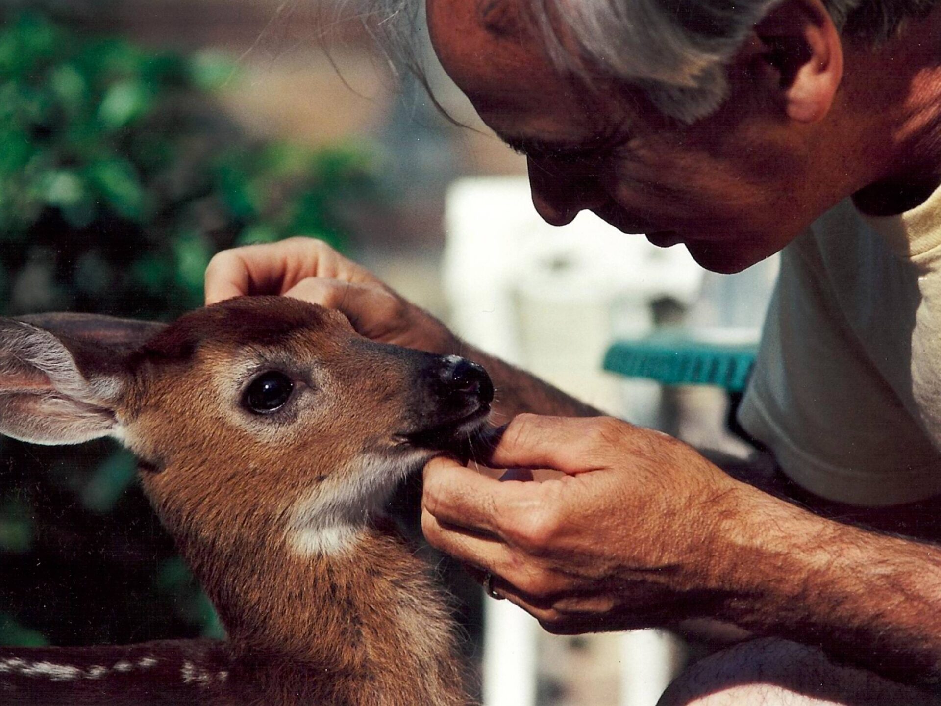 A man petting a deer