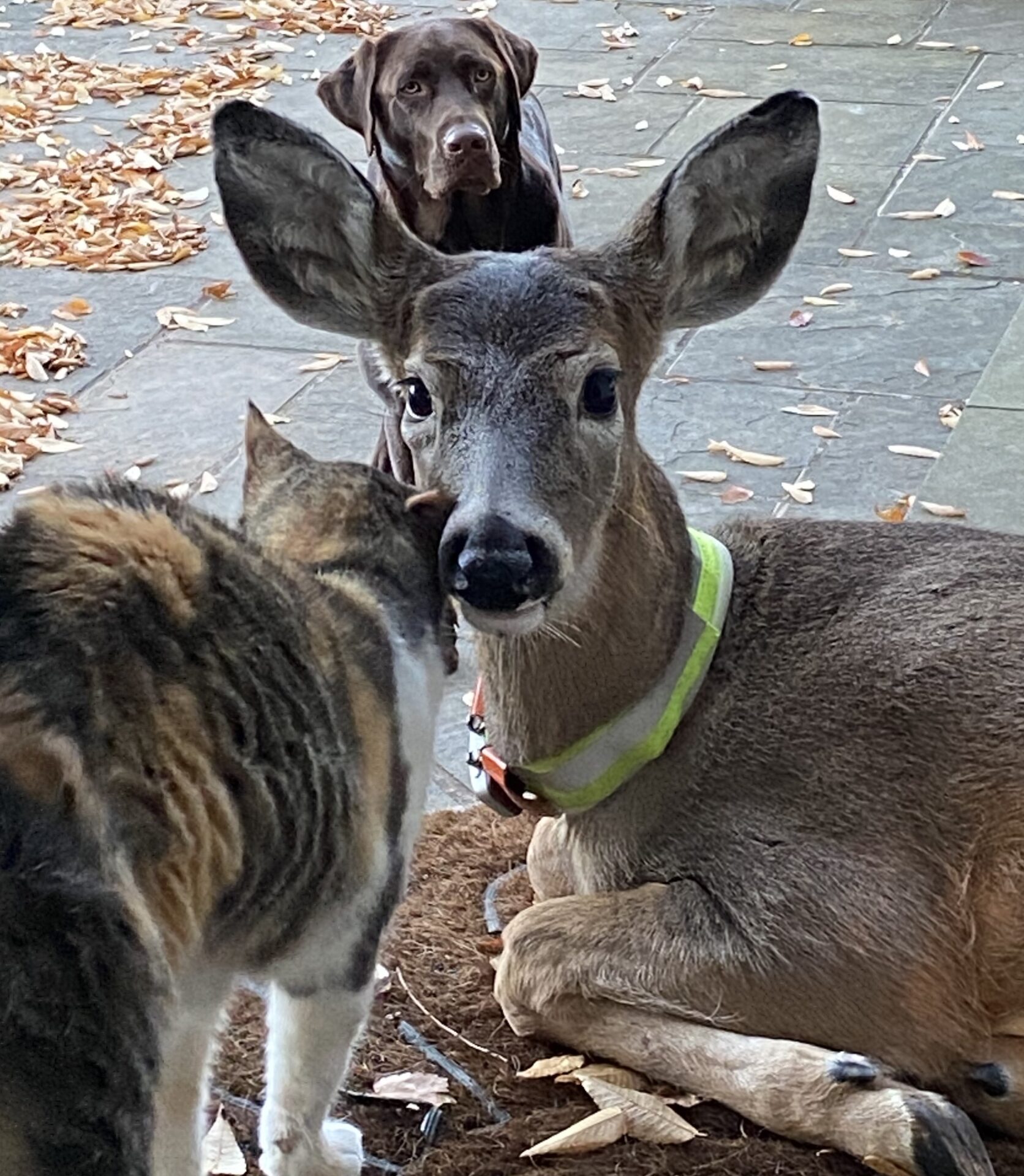 A deer resting, a cat and dog near it