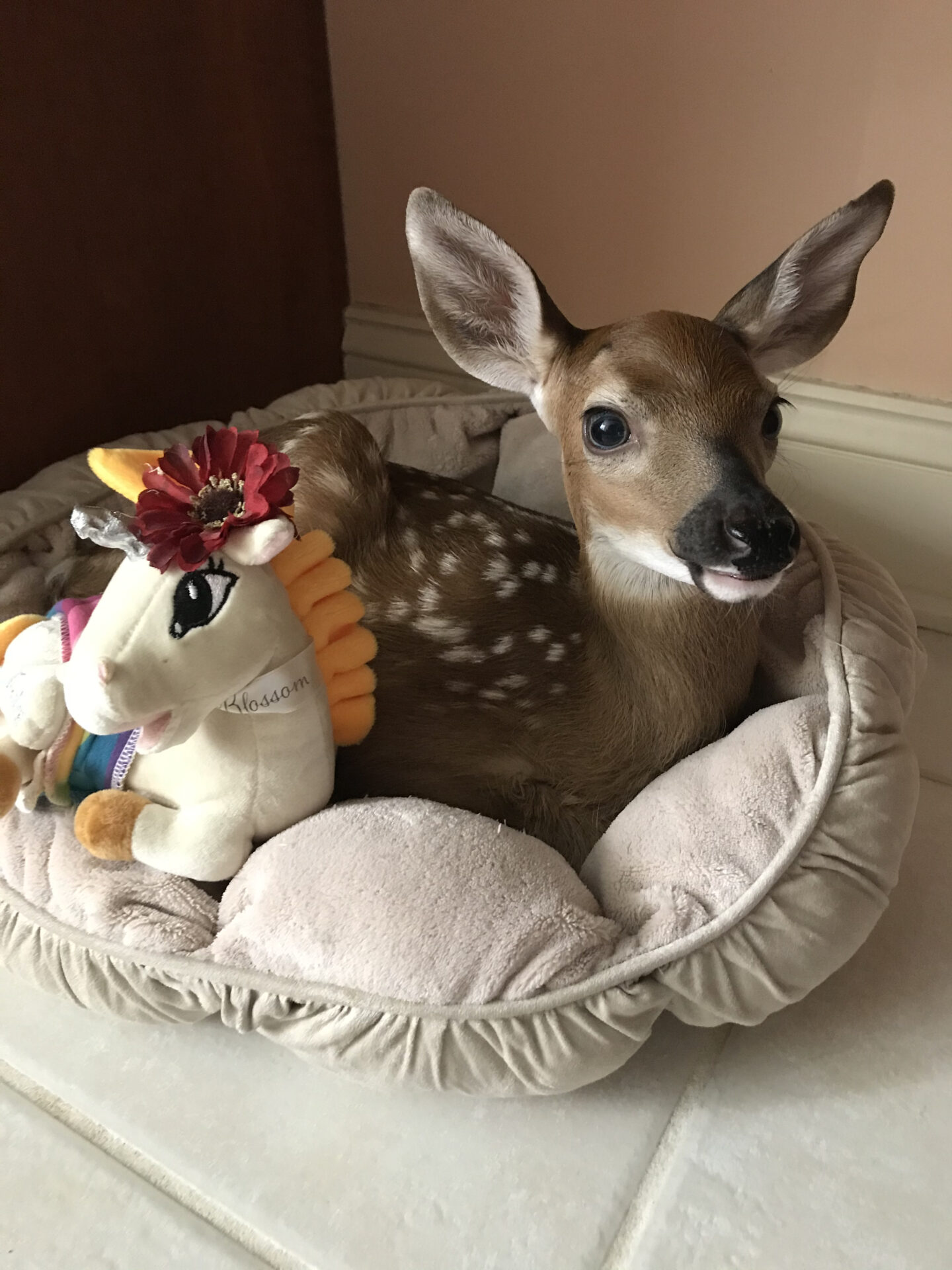 A deer lying on a unicorn bed
