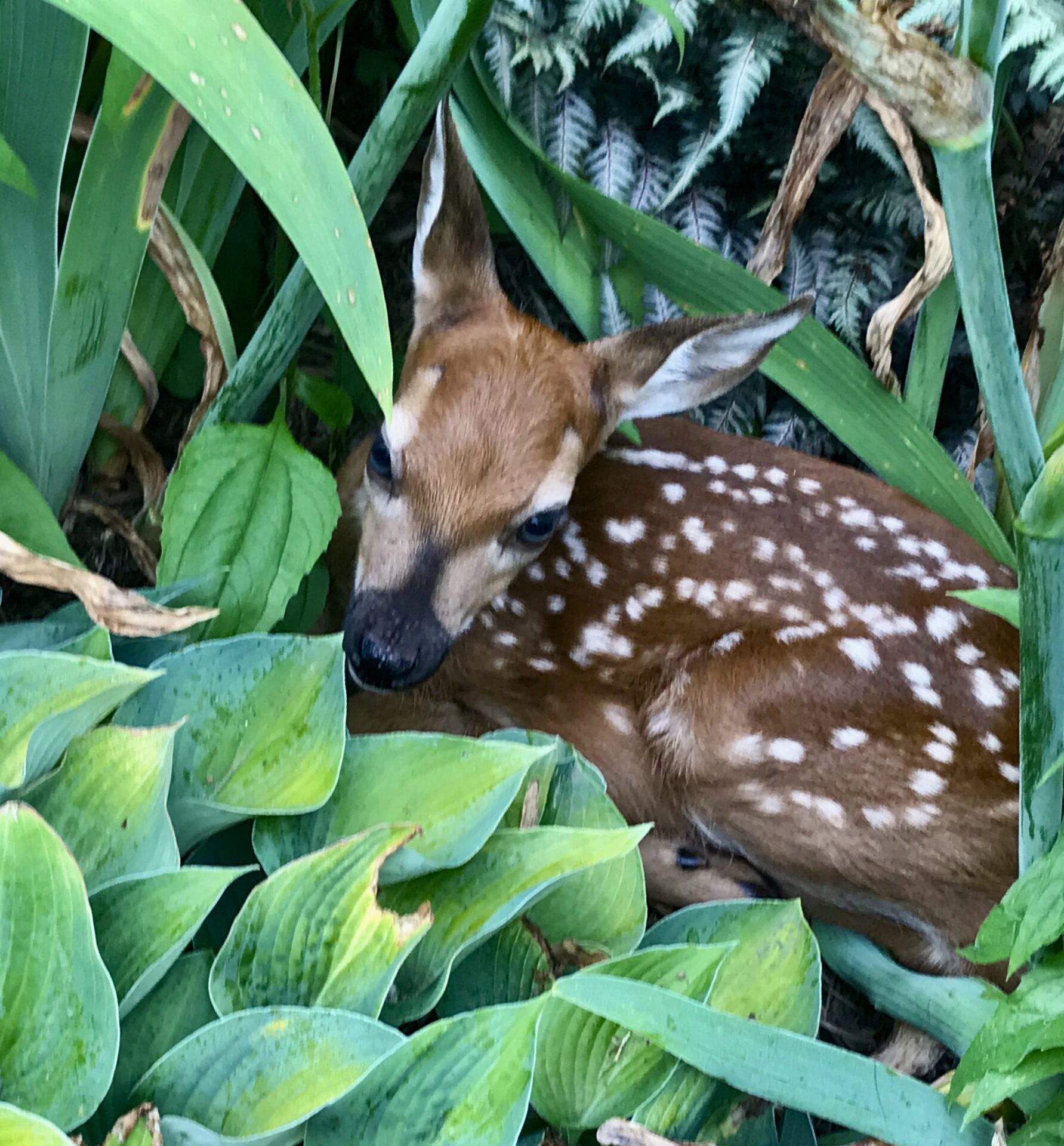 A deer surrounded by plants