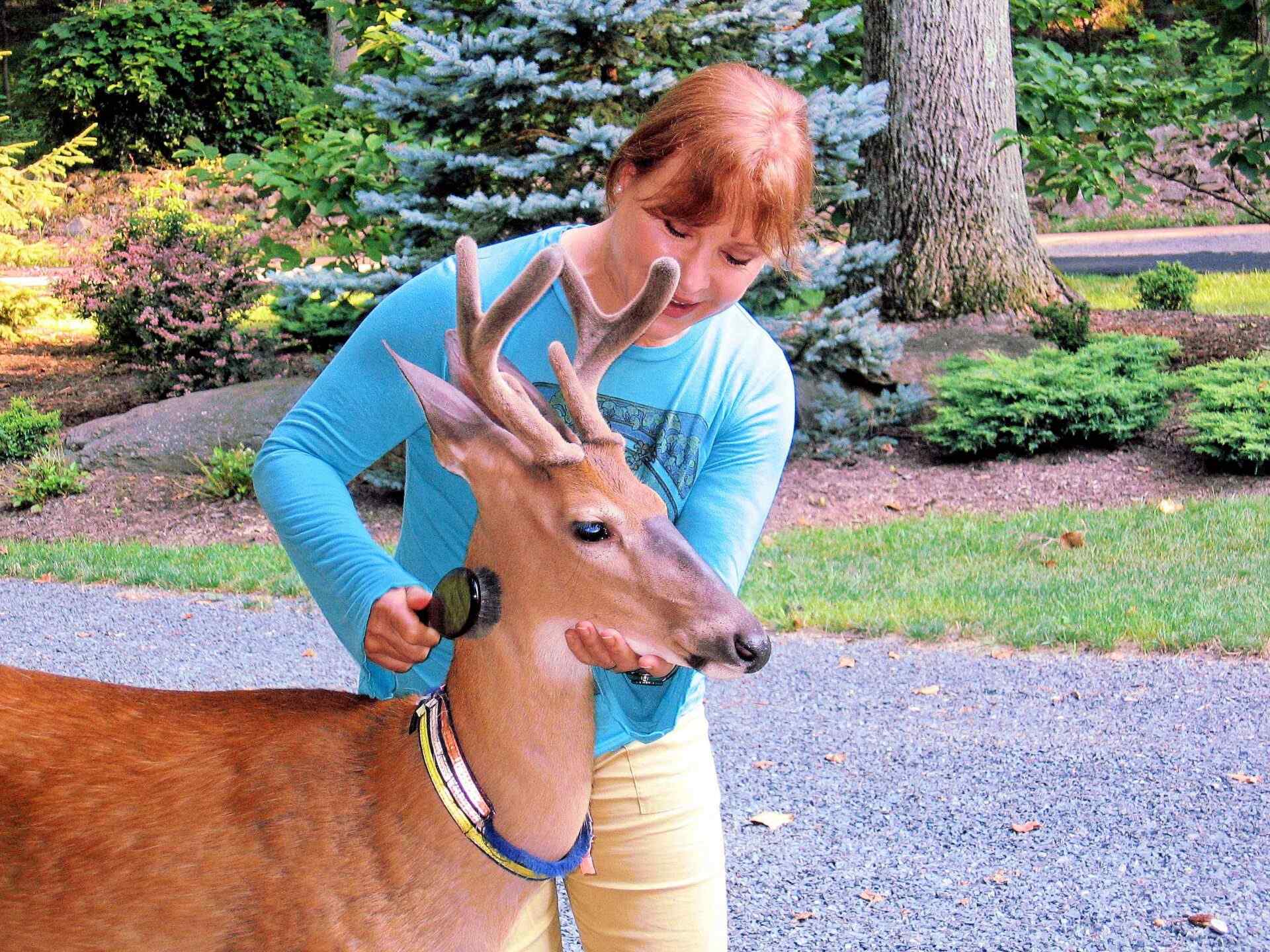 A WOman in Blue Color Shirt With a Deer